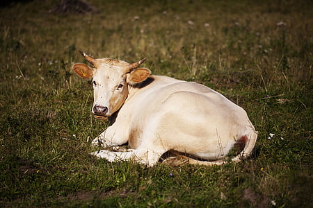 cow, pasture, village, slovakia, white, grass, pet
