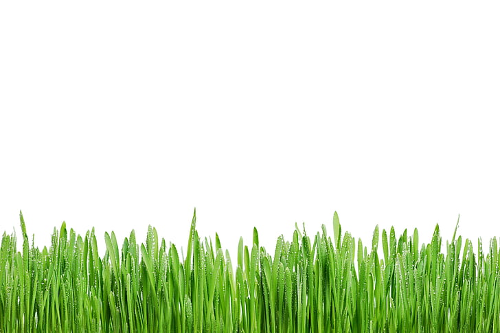 iarba, Rosa, verde, vara, macro, proaspete, dimineata