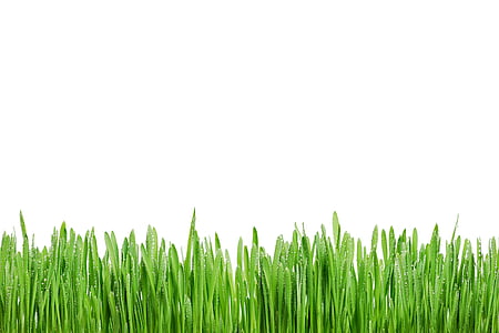 gräs, Rosa, grön, sommar, makro, färsk, morgon