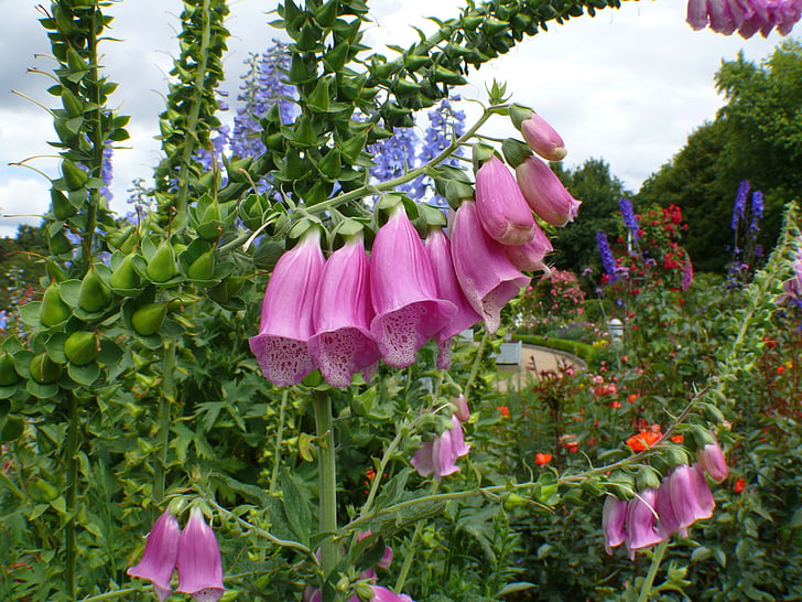 bellflower, pink, bloom, plant, flowers, violet, flora