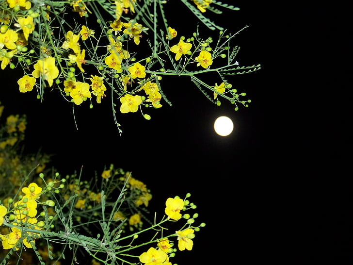 ramas florecientes, cielo de la noche, contraste