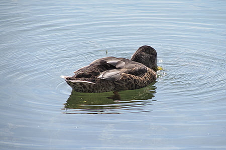 патица, зеленоглава патица, патица птица, птица, природата, животните, езеро