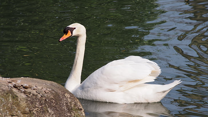 Swan, angsa putih, Salon Kecantikan, kebanggaan, burung air, Kolam, Danau