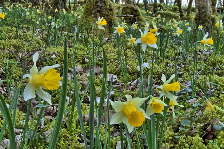 forest, daffodils, undergrowth, spring