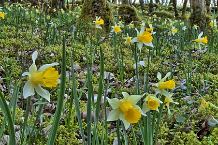 hutan, Daffodils, semak belukar, musim semi
