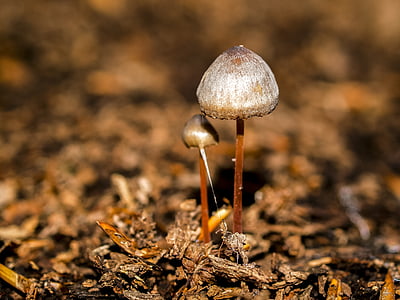 mushroom, forest, autumn, nature, fungus, close-up, plant