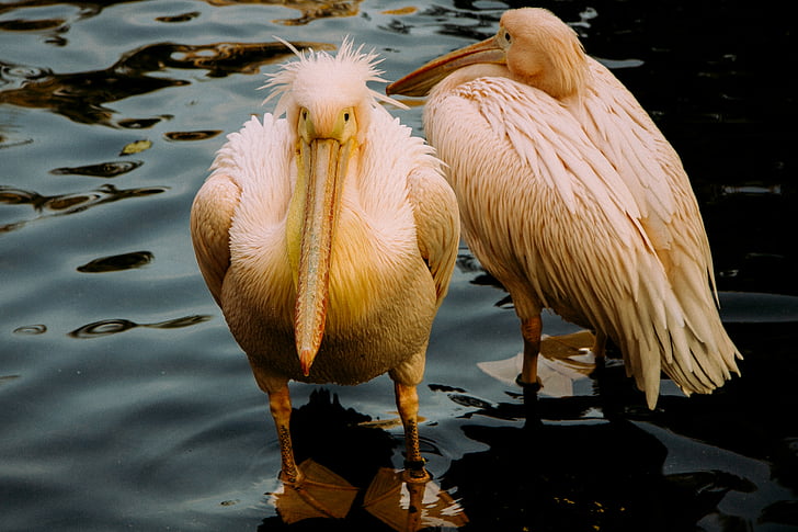 två, gul, pelikaner, kroppen, vatten, djur, fågel