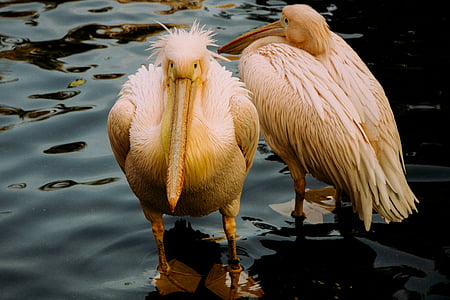 to, gul, pelikaner, kroppen, vannet, dyr, fuglen