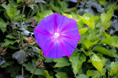 花, 紫色, 花园, 紫色矮牵牛, 自然, 叶