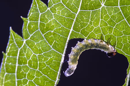 larva sawflies, ulat, daun yang rusak, ulat kecil, rakus