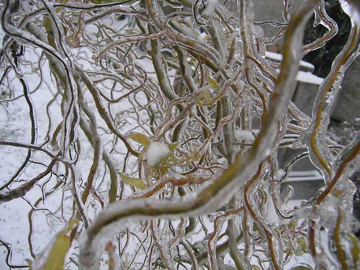 a lot of branches, ice, frost, winter, snow, beauty, nature