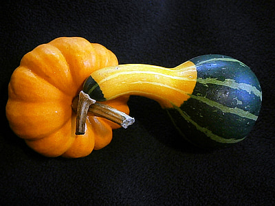pumpkin, gourd, mini pumpkins, miniature pumpkin, decorative, ribbed, orange