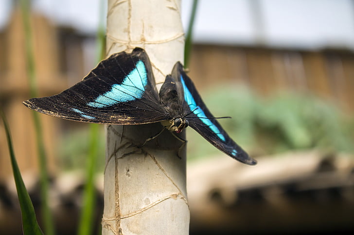 bướm, lỗi, màu xanh, Sân vườn, đôi cánh, động vật, Hà Lan