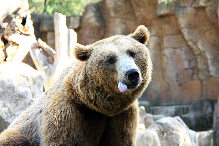 ós, llengua, animal, divertit, captivitat