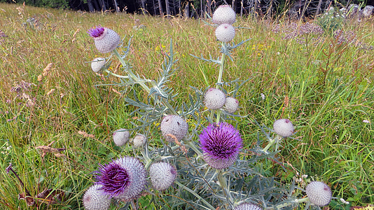 thistle, nature, flower, plant, weed, blossom, bloom