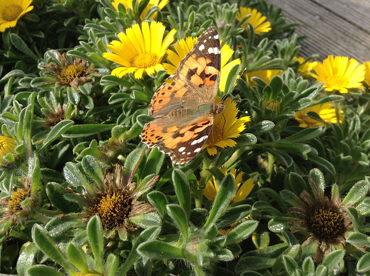 Schmetterling, Blumen, Insekt, Natur, gelb, Blume, Schmetterling - Insekt