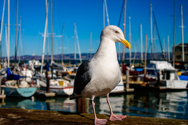 seagull, bird, sf, jacht, wildlife, sea, feather