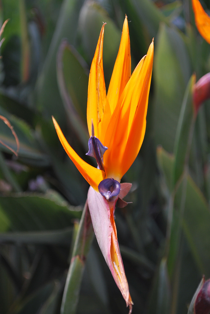 bird of paradise, floral, tropical, summer, blossom, exotic, bright