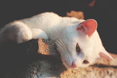 animal, cat, ears, feline, pet, whiskers, white cat