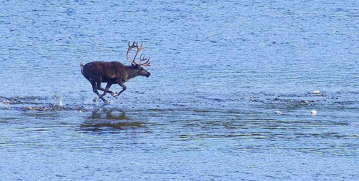 reindeer, wild, running, water, mammal, wilderness, natural