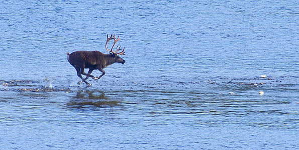 reindeer, wild, running, water, mammal, wilderness, natural