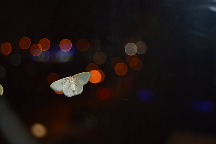 insektov ob oknu, insektov, metulj, šopek, luči