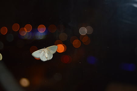 insekt af vinduet, insekt, sommerfugl, buket, lys
