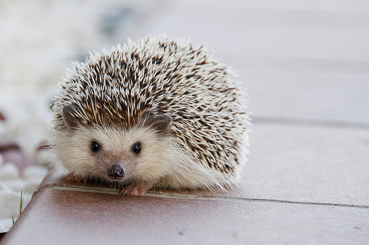 hedgehog, baby, cute, animal, happy, little, nature