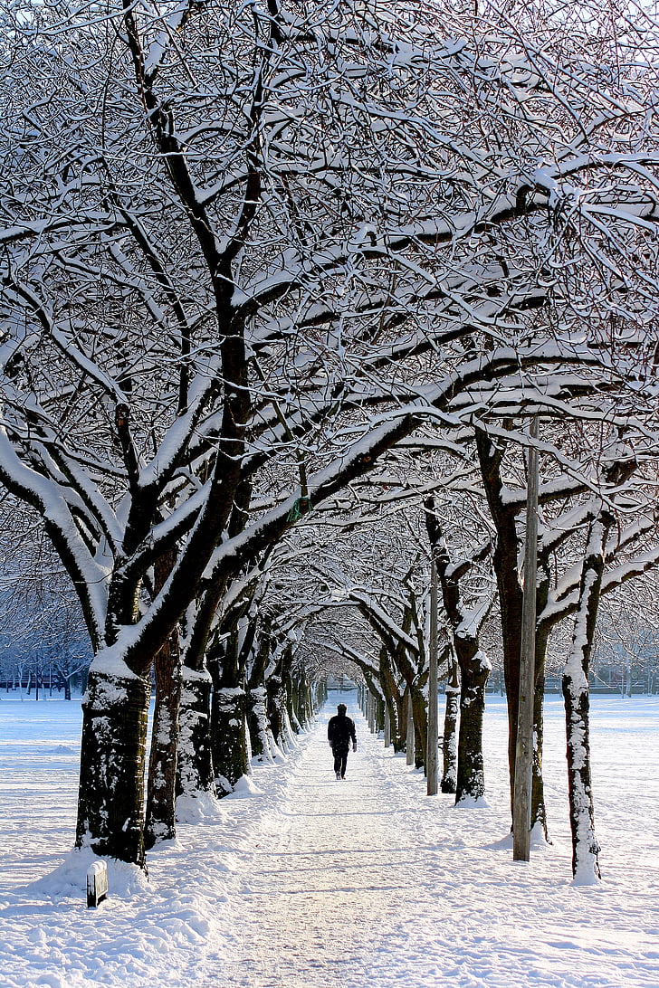 alone, avenue, cold, landscape, park, person, snow