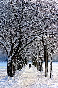 alene, Avenue, kolde, landskab, Park, person, sne