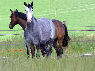 horse breeding, mare, jumping