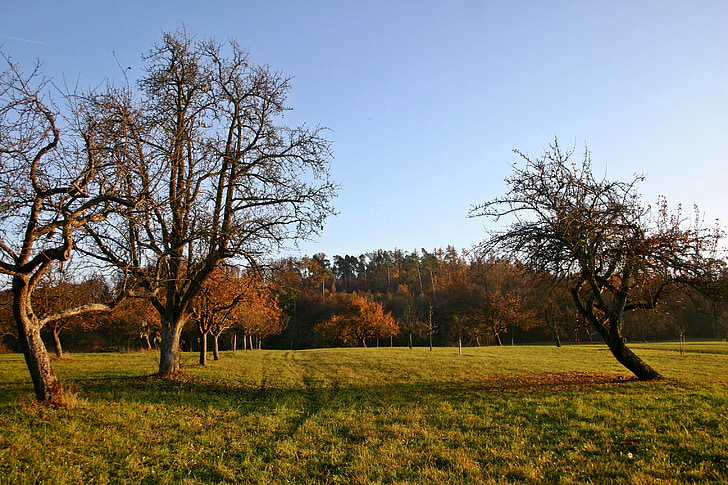 Orchard, herfst, natuur, landschap, Duitsland, landbouw, verspreide fruitbomen