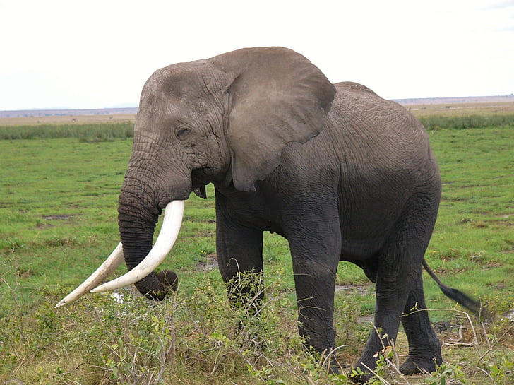 アンボセリ国立公園, ケニア, 象, 動物, 動物, 自然, アフリカ象