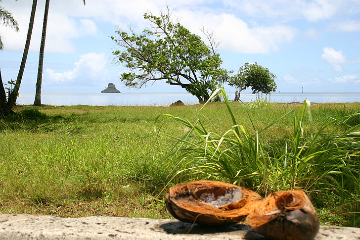 hawaii, island, beach, coconut, palm trees, holiday, sea