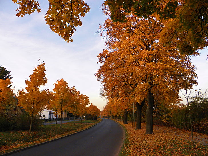 Avenue, podzimní krajina, stromy, cesta, padajícího listí