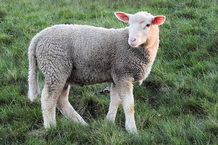 lamb, sheep, schäfchen, sweet, pasture, meadow, farm