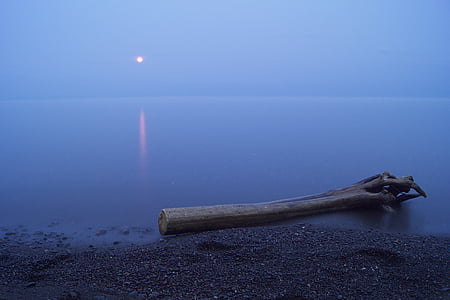 trunk, shore, beach, driftwood, full moon, night, ocean