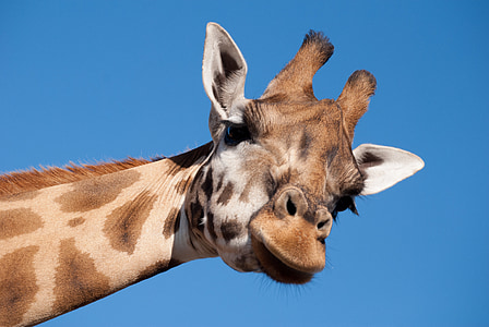 Giraffe, langer Hals, Zoo, Tier, Säugetier, Beekse bergen, die Welt der Tiere