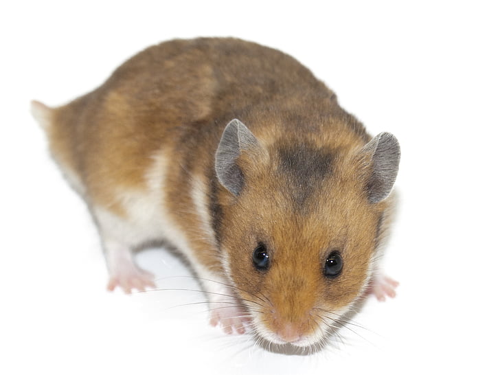 hamster, rodent, animal, pet, rodents, mammal, cute