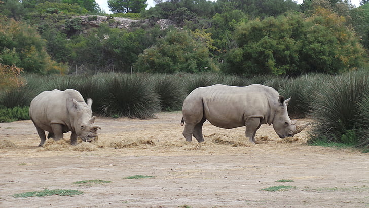 noshörning, afrikanska reserv, Sigean, Zoo