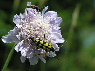 insekt, bille, blomst