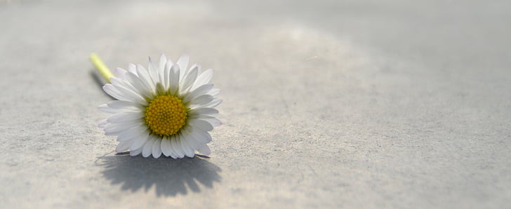 flower, daisy, white