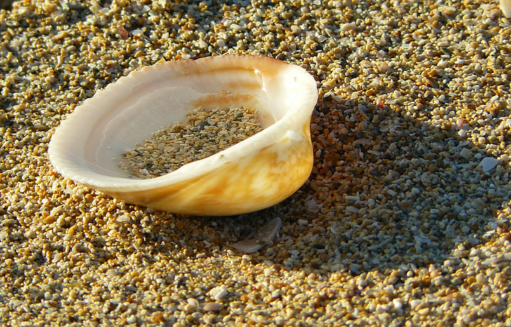 shell, sluiten, strand, zand, zandstrand, kust, natuur