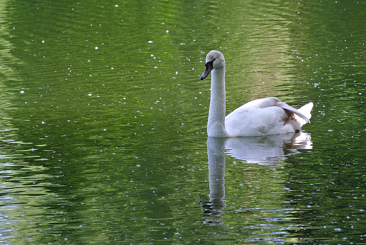 Swan, vit, djur, naturen, simma, vatten