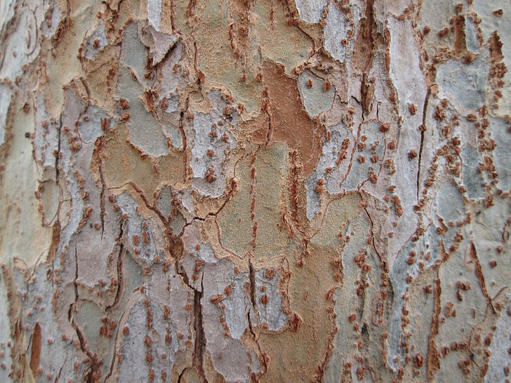 Tree bark, bark, træ, tekstur, natur, vegetation