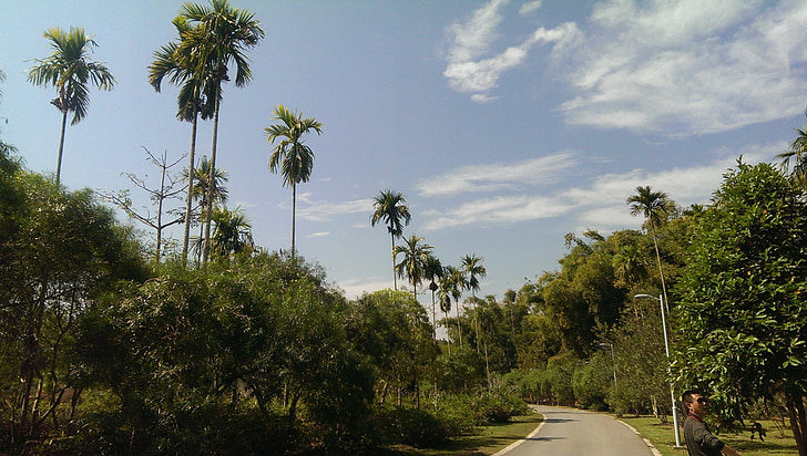 v provincii yunnan, Botanická zahrada, tropické rostliny