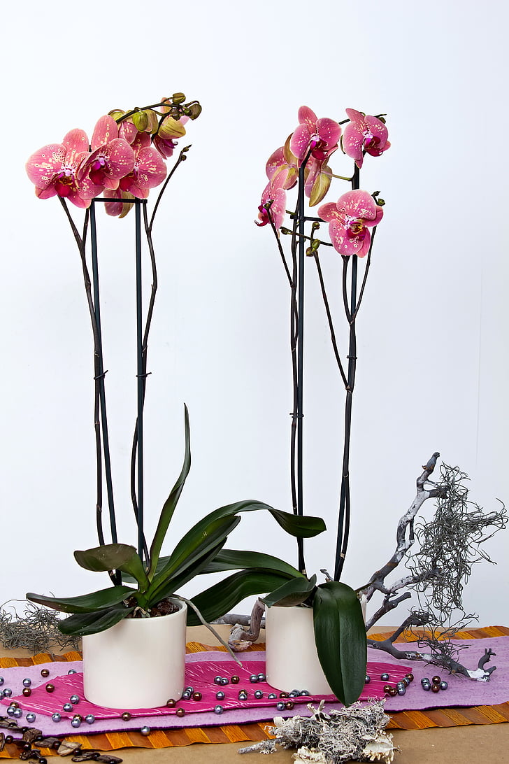 orkideer, Phalaenopsis, blomst, Butterfly orchid, Blossom, blomst, anlegget
