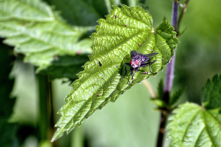 fly, stinging nettle, close, insect, insect photo, plant, nature