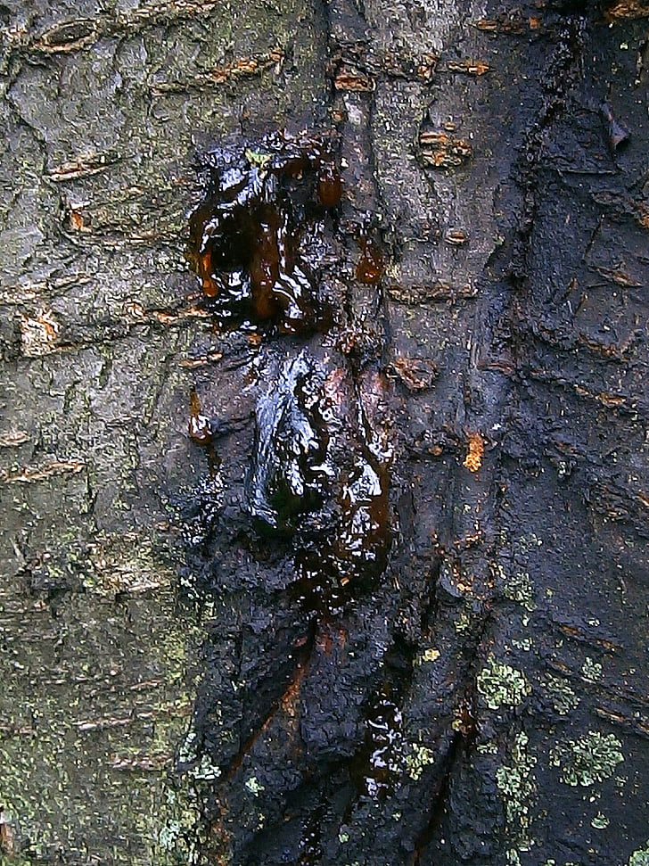 bitumen, lebendharzung, bernstein, resin discharge, resin, tree, tree bark