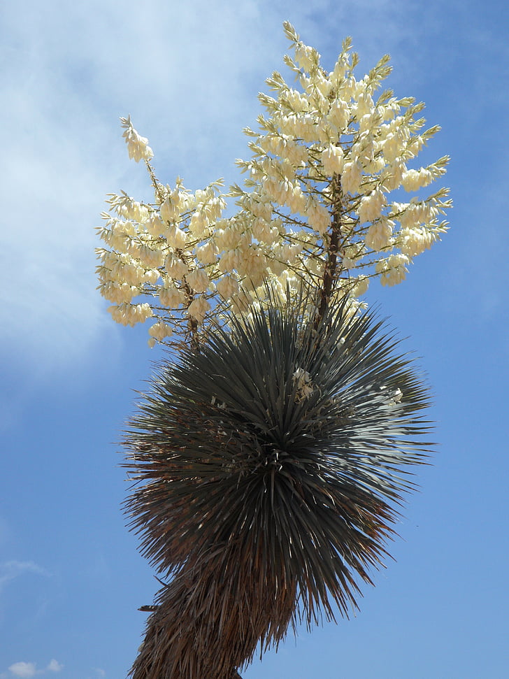 Yucca, Yucca palm, Bloom, zieds, ziedkopa, Flora, balta